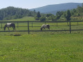Senoee_25313_10.jpg