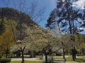 bled_13374
