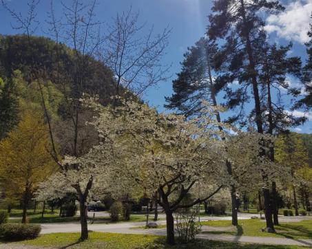 bled_13374