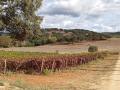 Montemor-o-Novo_27002_1