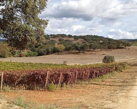 Montemor-o-Novo_27002_1
