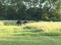 Yerseke_25098_5